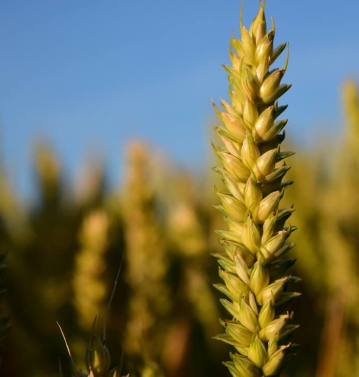 alimentos con gluten